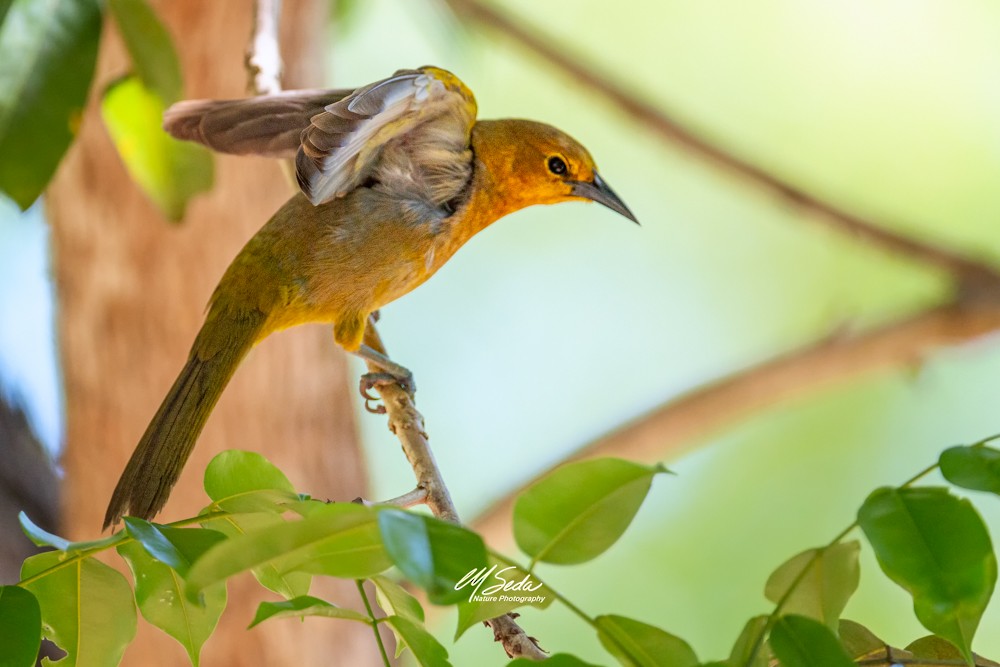 Puerto Rican Oriole - ML235760751