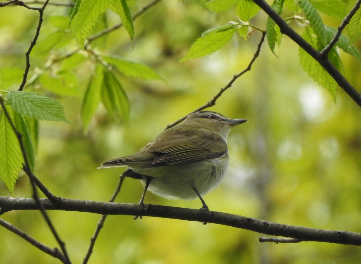 Red-eyed Vireo - ML235760991