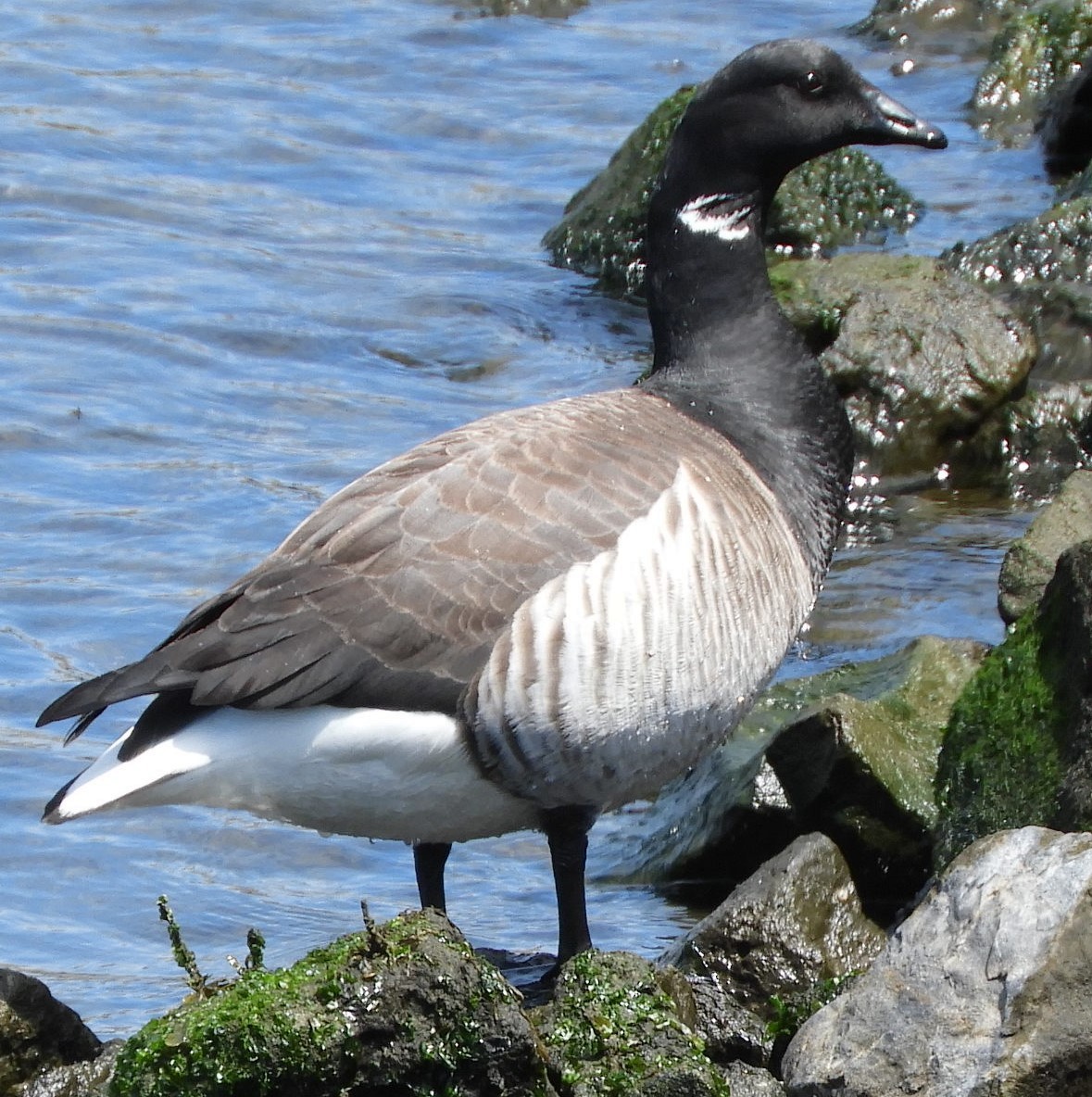 Brant - ML235763841