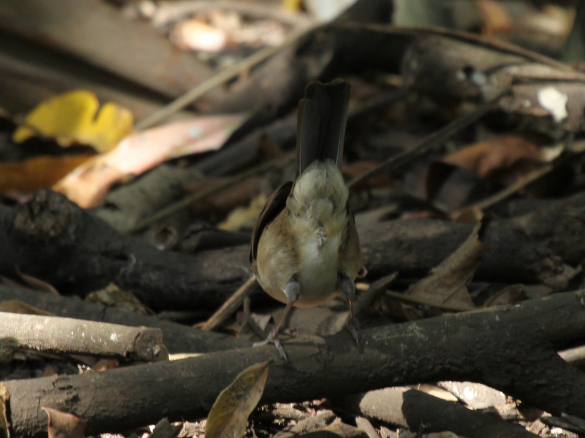 Cabanis's Ground-Sparrow - ML235764571