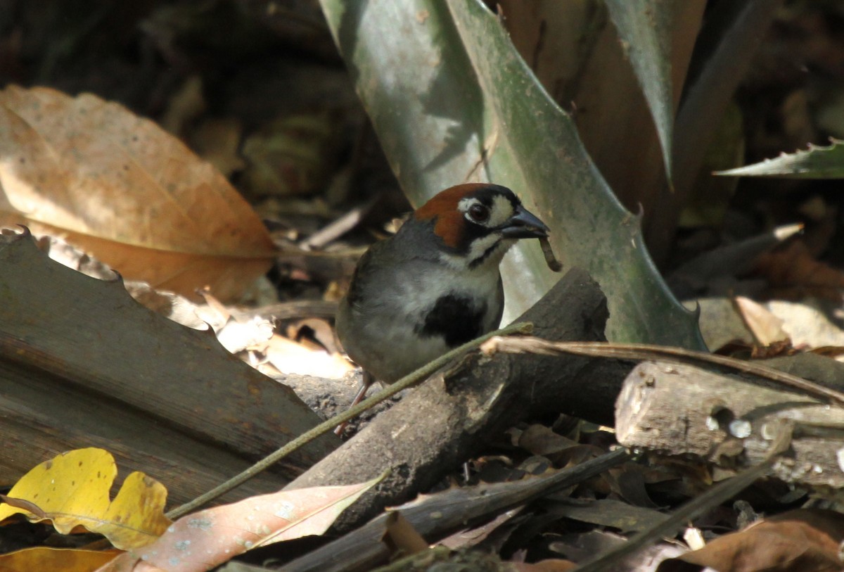 Cabanis's Ground-Sparrow - ML235764621