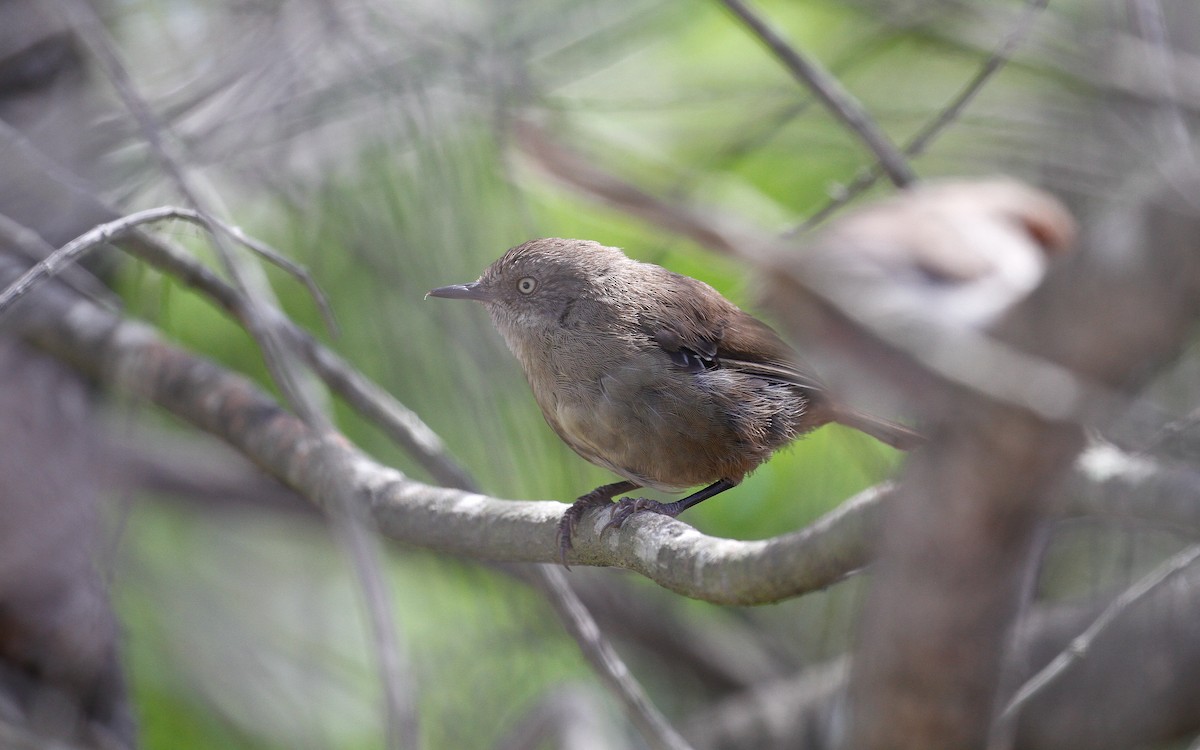 Tasmanian Scrubwren - James Kennerley