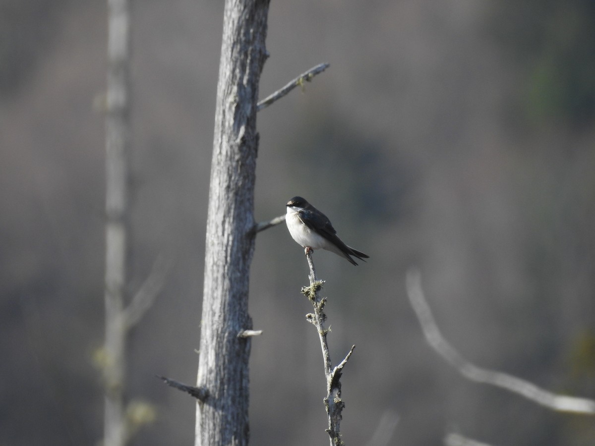 Tree Swallow - ML235765861