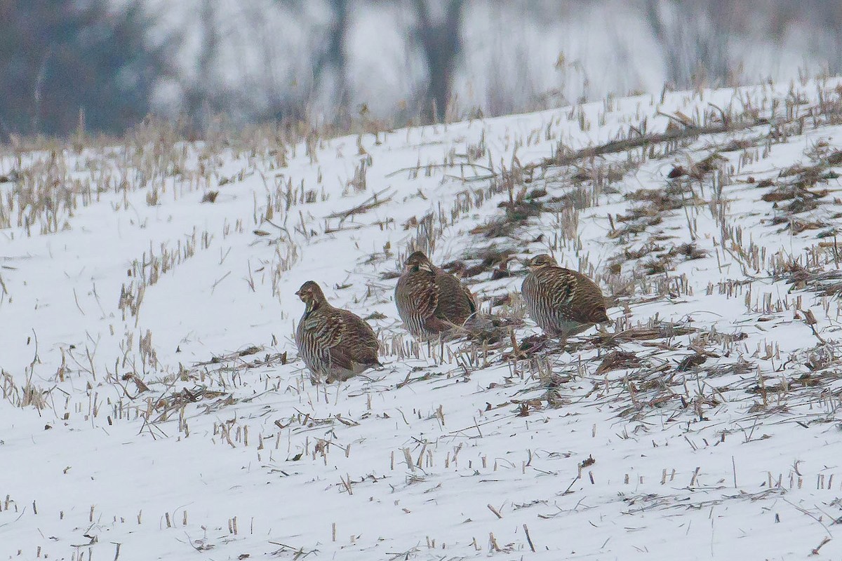 Greater Prairie-Chicken - Paul Roisen