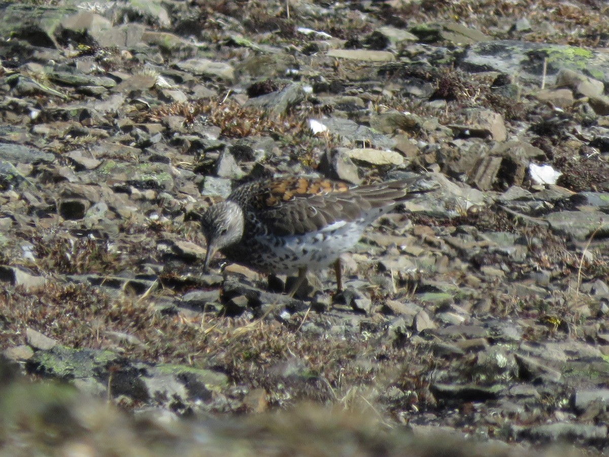 Surfbird - ML235768241