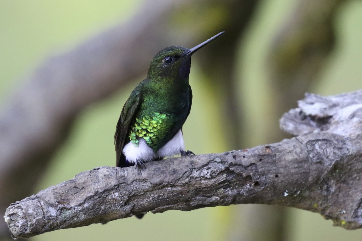 Glowing Puffleg - ML23576861