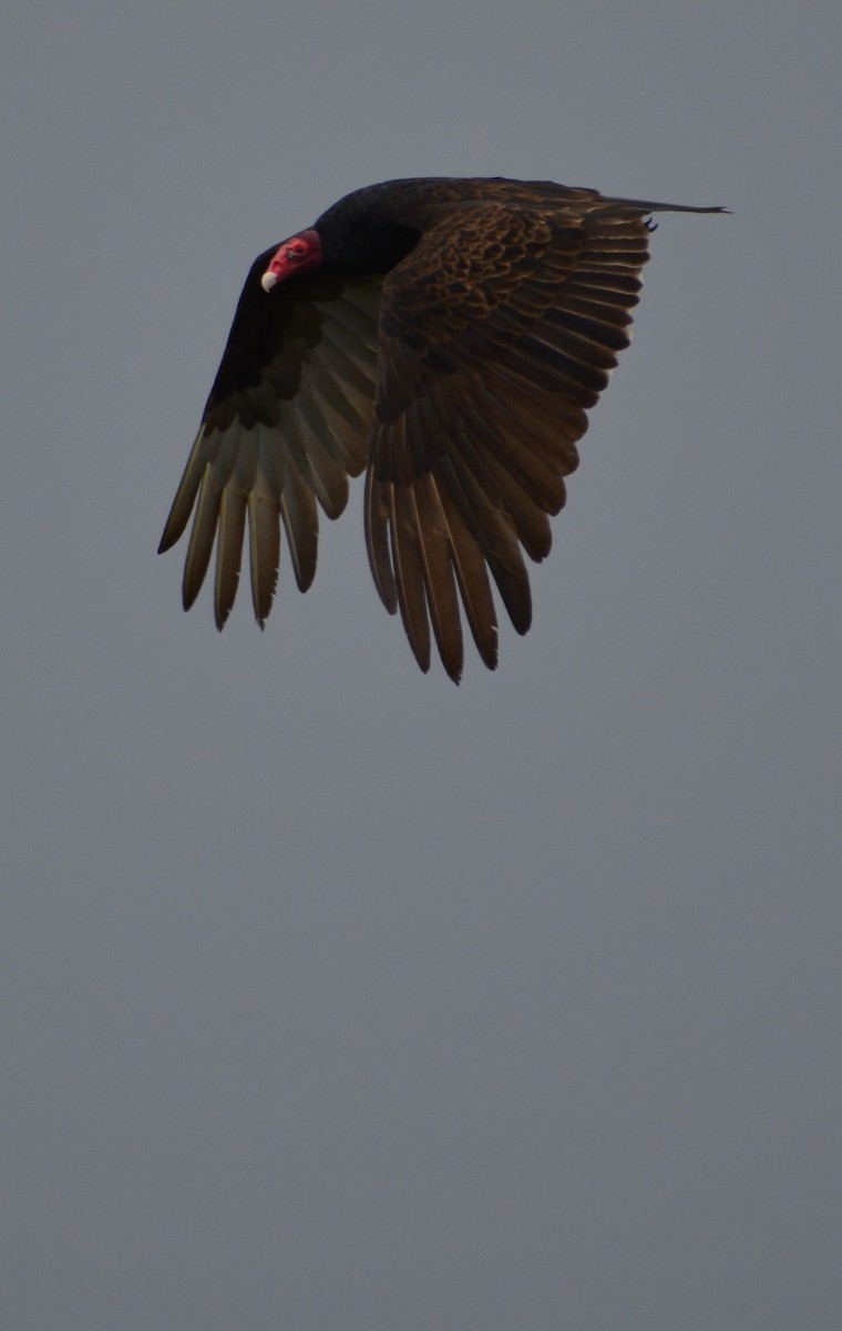 Turkey Vulture - ML235768671