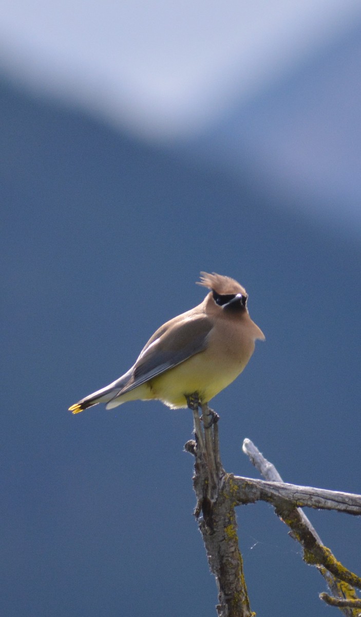 Cedar Waxwing - ML235768961