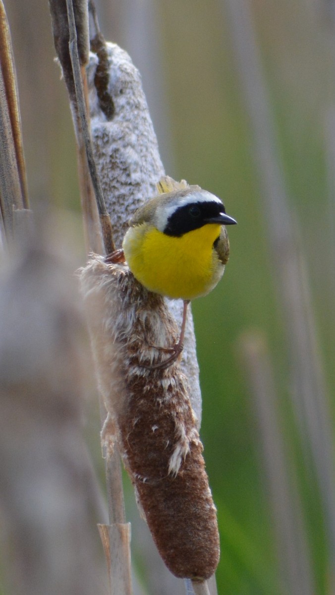 Common Yellowthroat - Filip Panusz