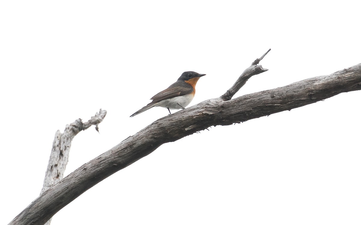Satin Flycatcher - ML235769801
