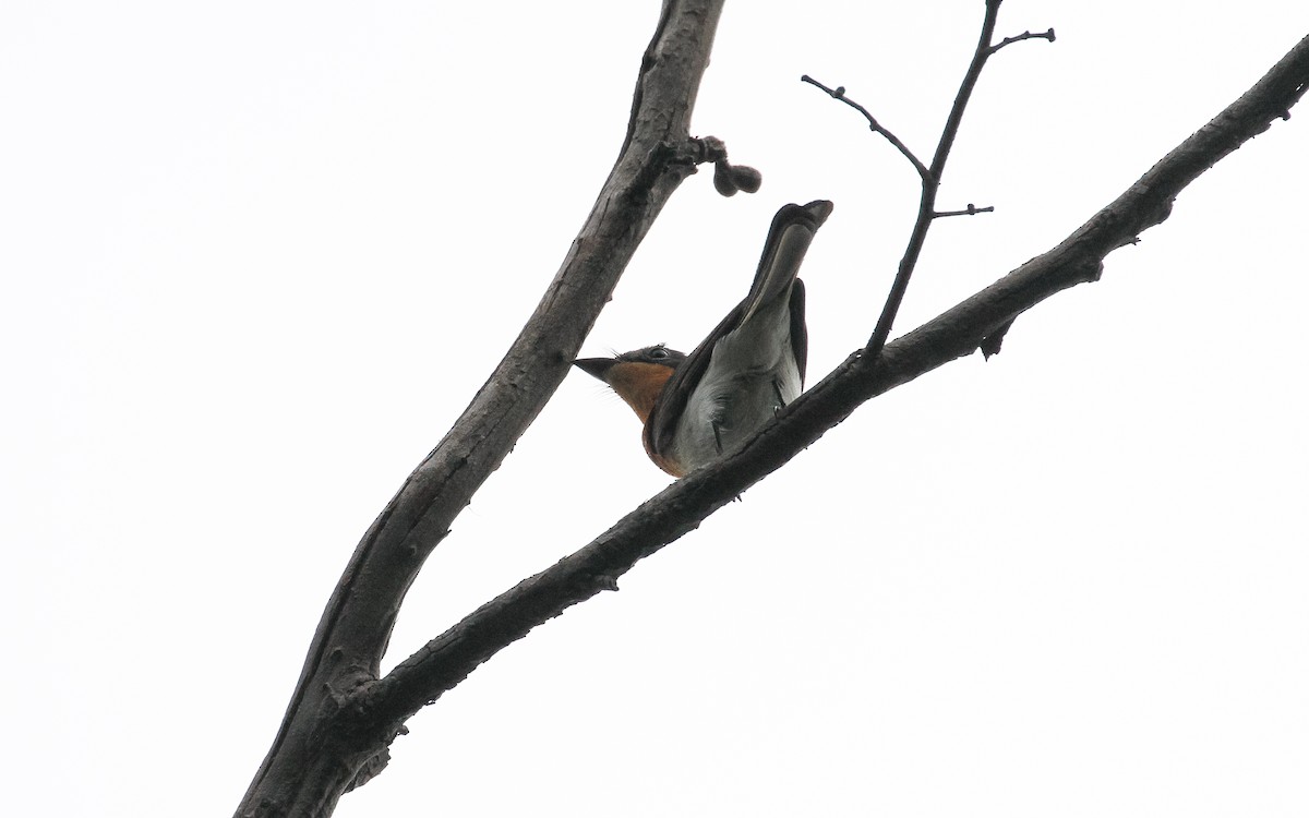 Satin Flycatcher - ML235769811