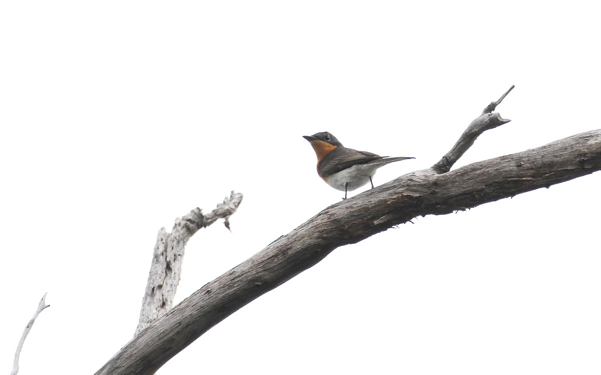Satin Flycatcher - ML235769831