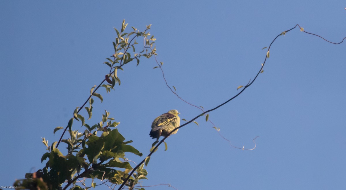 Gray-fronted Green-Pigeon - ML235770051