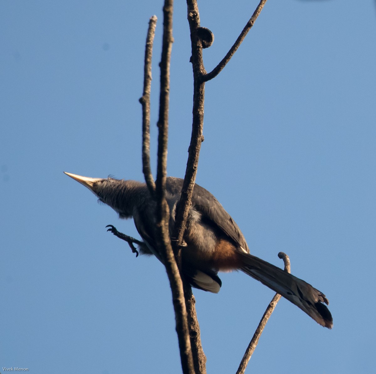 Malabar Gray Hornbill - ML235770131