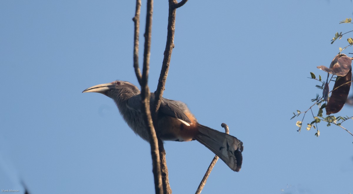 Malabar Gray Hornbill - ML235770141
