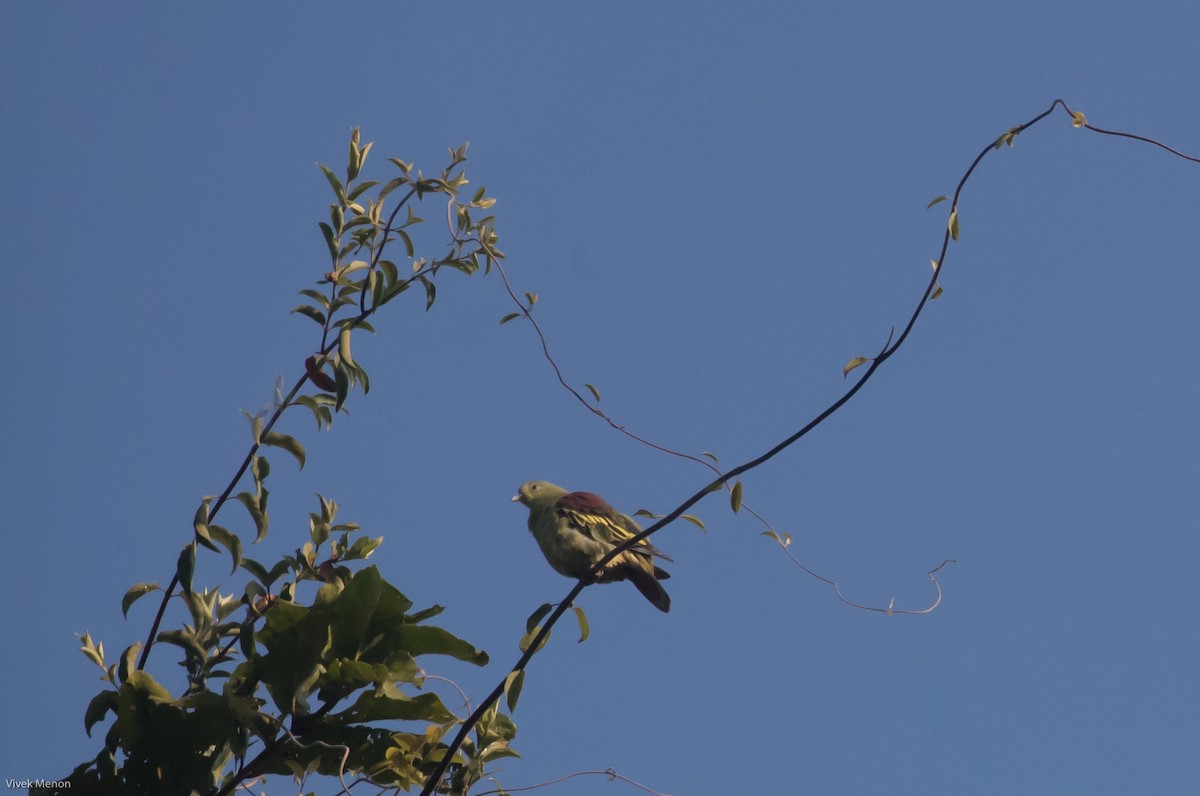 Gray-fronted Green-Pigeon - ML235770161