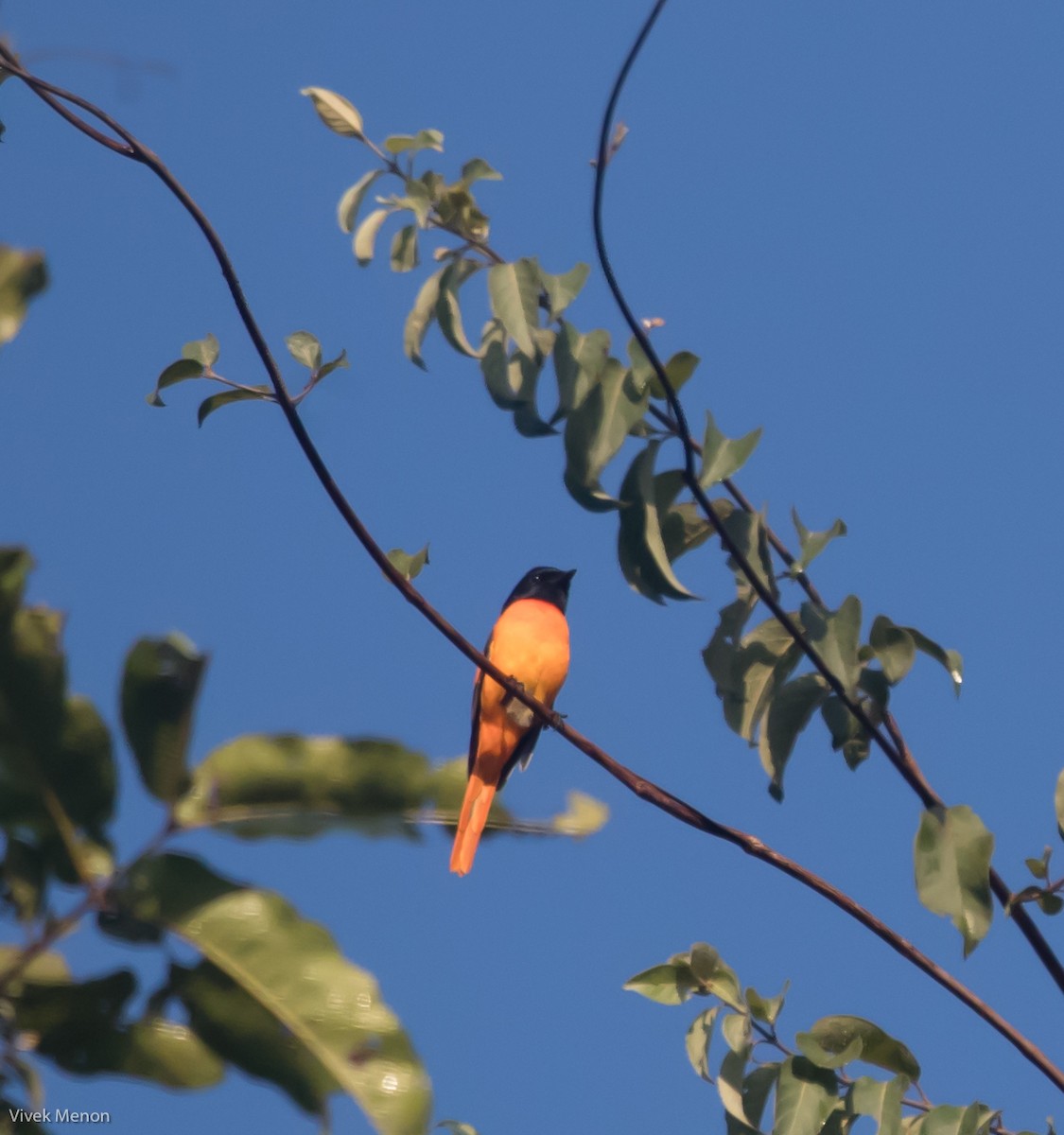 Orange Minivet - ML235770171