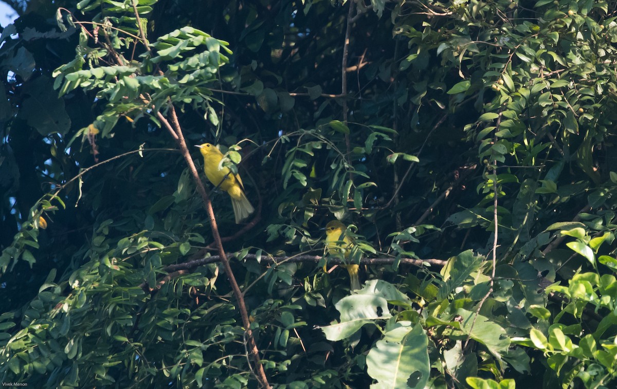 Yellow-browed Bulbul - ML235770231