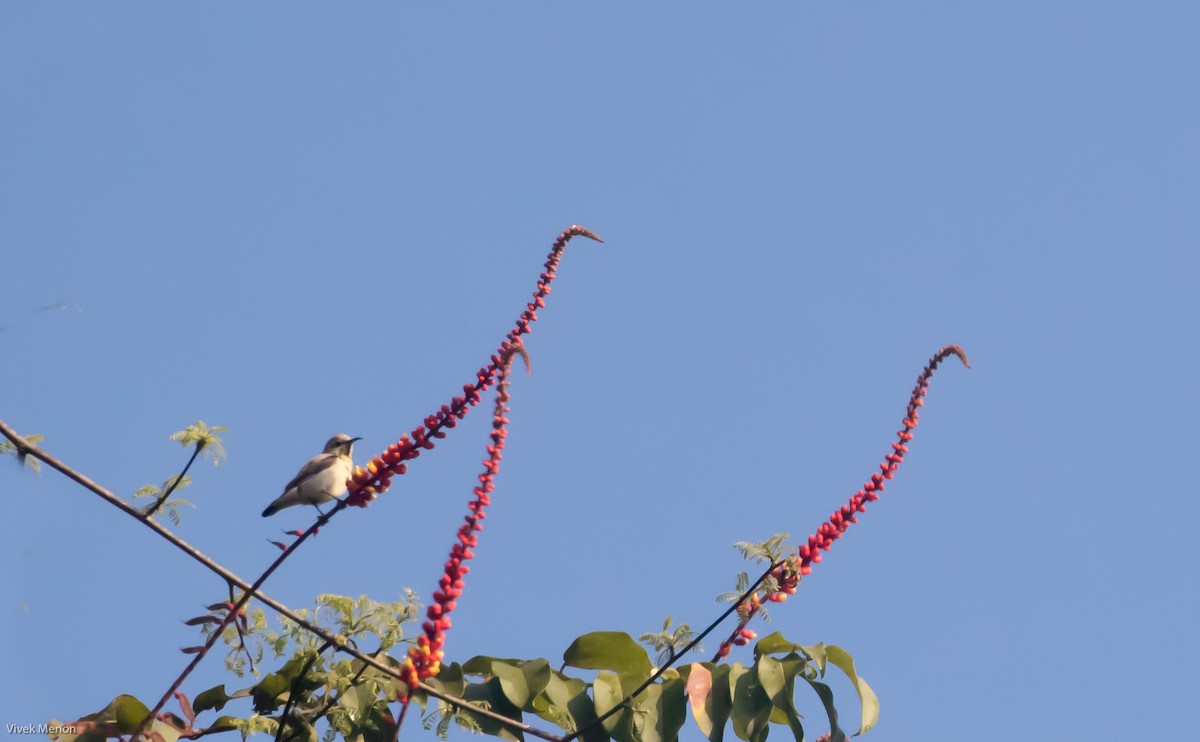 Crimson-backed Sunbird - ML235770271