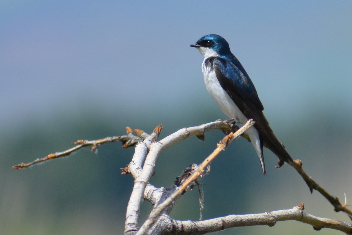 Golondrina Bicolor - ML235770471