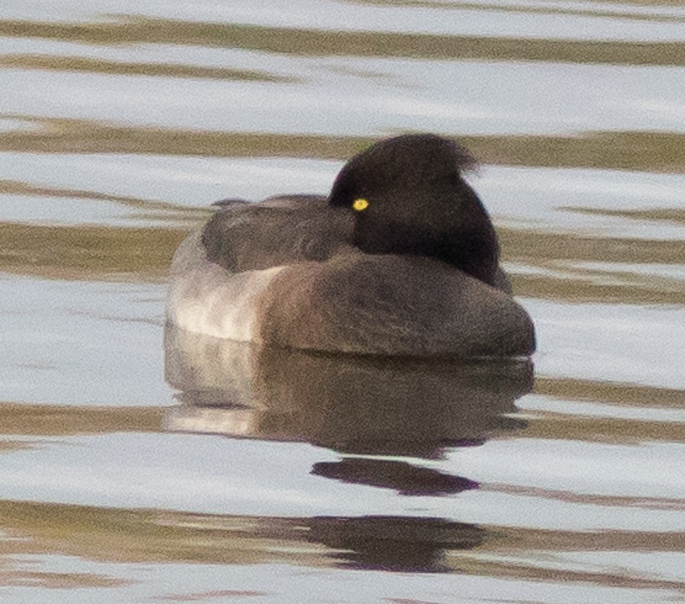 Tufted Duck - Andy Lazere