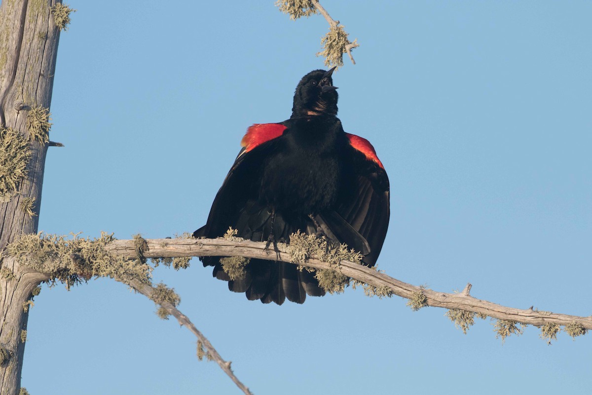 Red-winged Blackbird - Britta Runtz