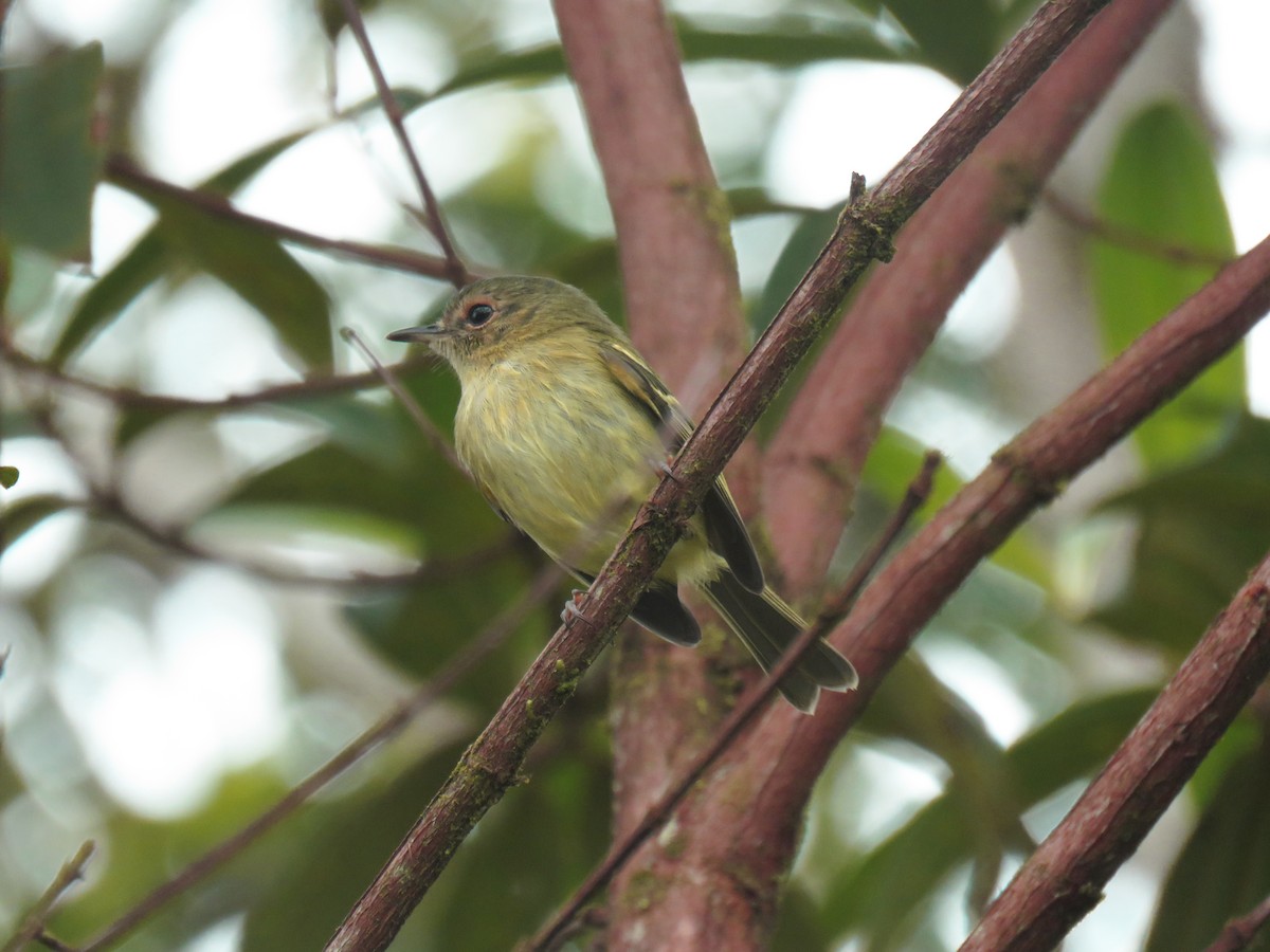 Bahia Tyrannulet - ML235775971