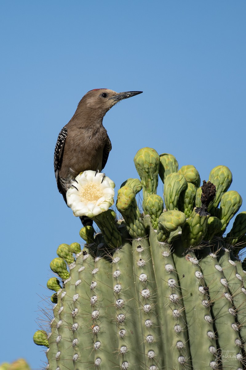 Gila Woodpecker - ML235776591