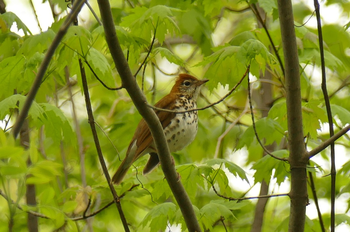 Wood Thrush - ML235776611