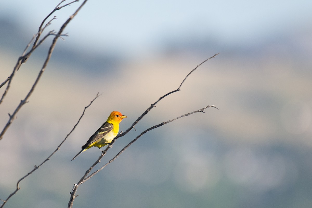 Western Tanager - Herb Elliott