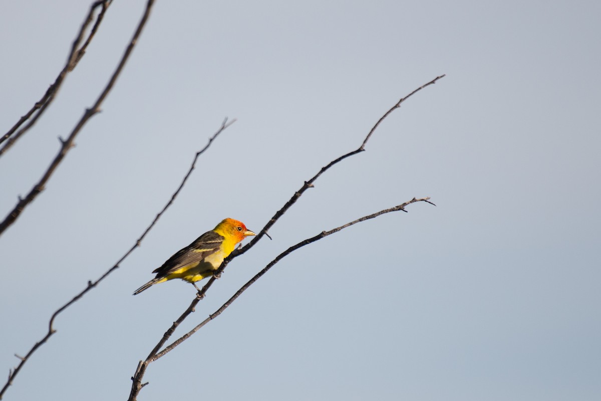 Western Tanager - Herb Elliott