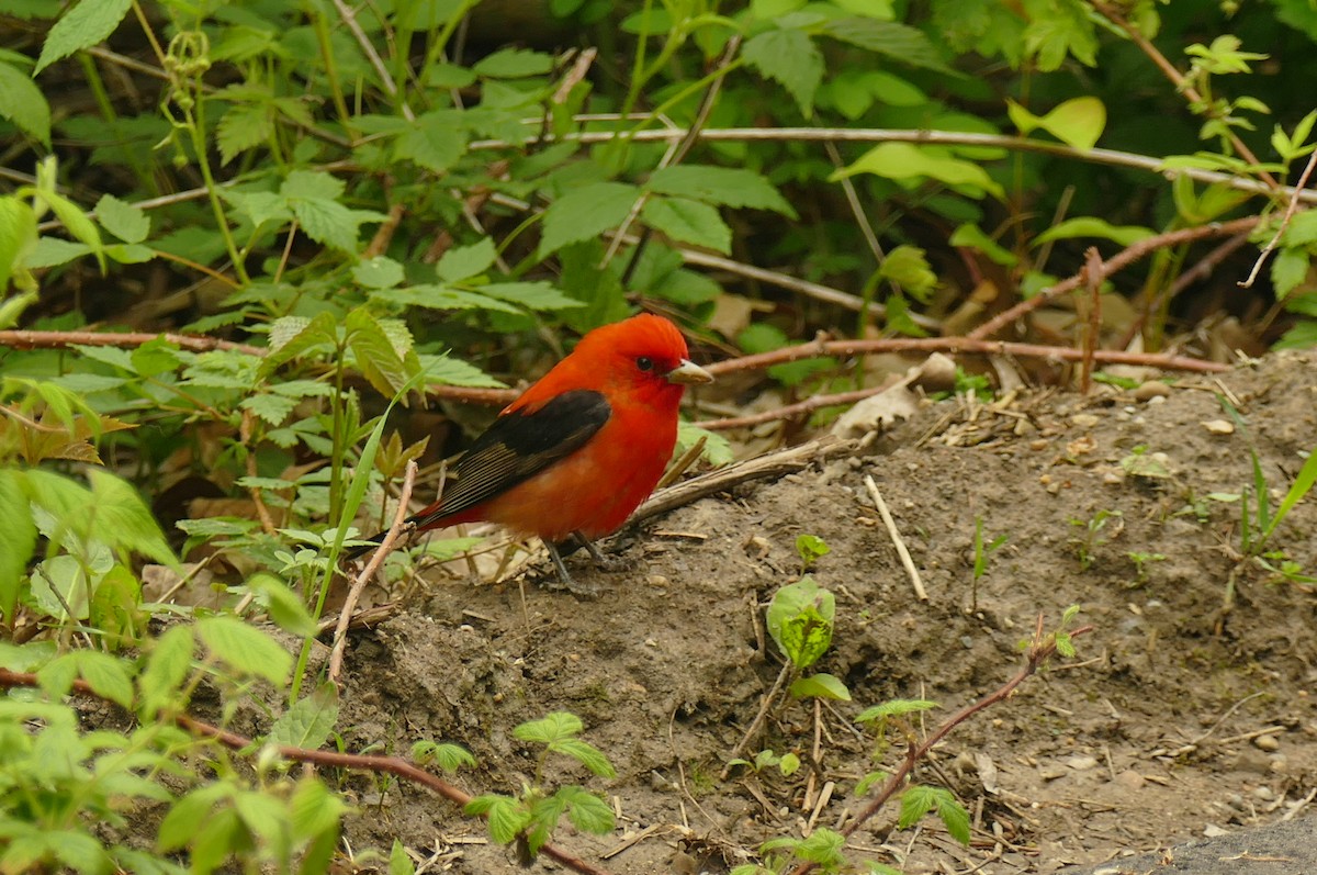 Scarlet Tanager - ML235776811