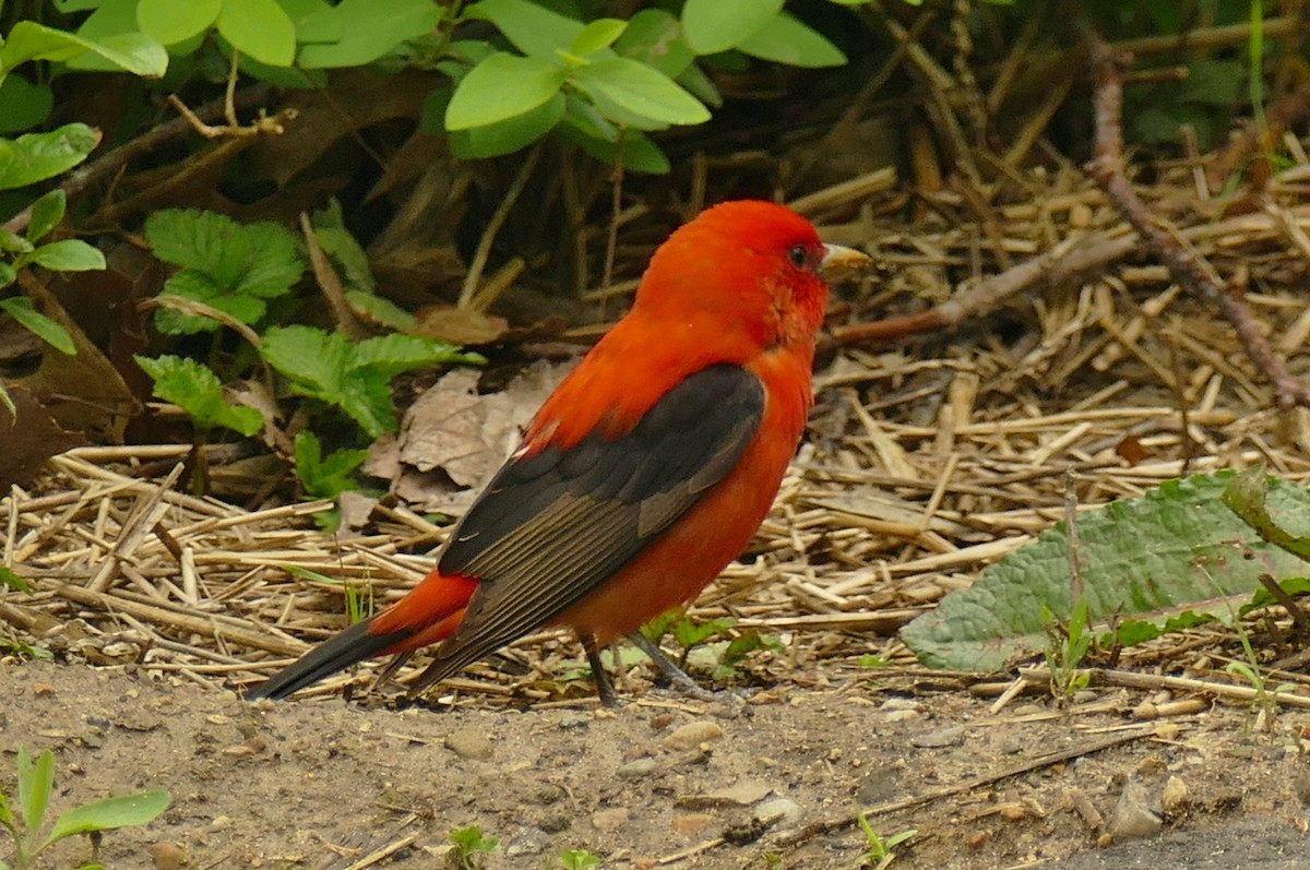 Scarlet Tanager - Beth Dickinson