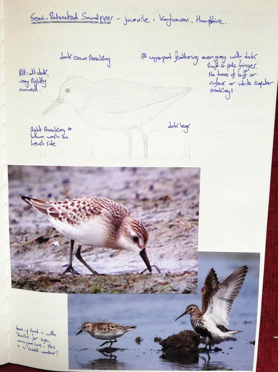 Semipalmated Sandpiper - ML235777141