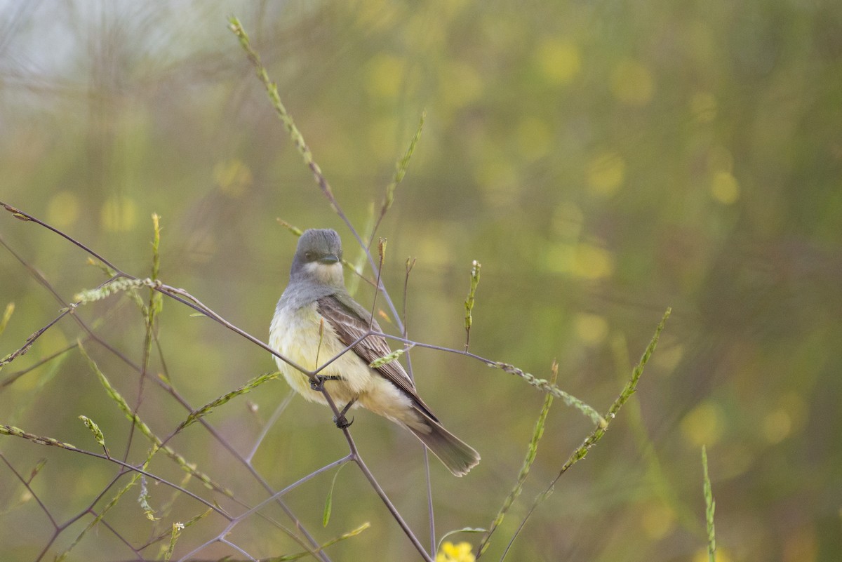 Cassin's Kingbird - Herb Elliott