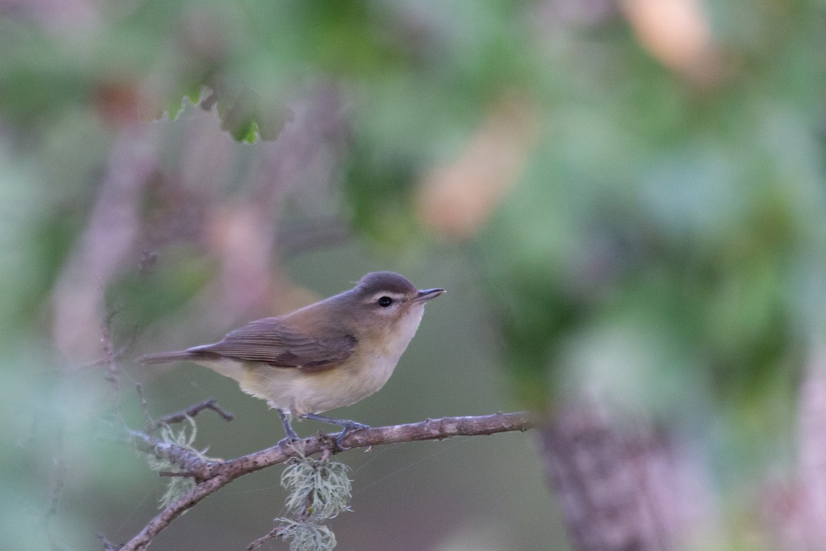 Warbling Vireo - Herb Elliott