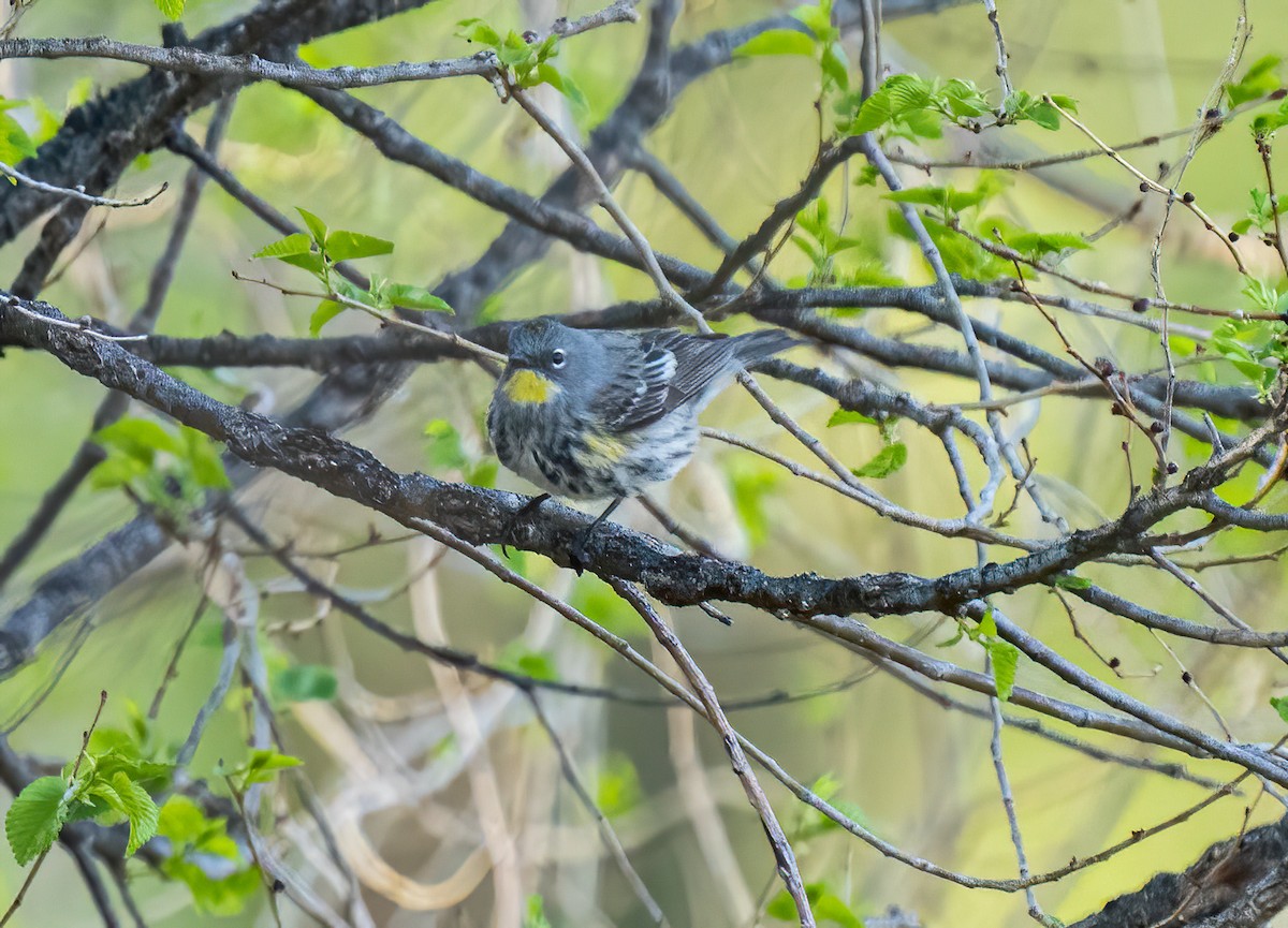 Yellow-rumped Warbler - ML235778511