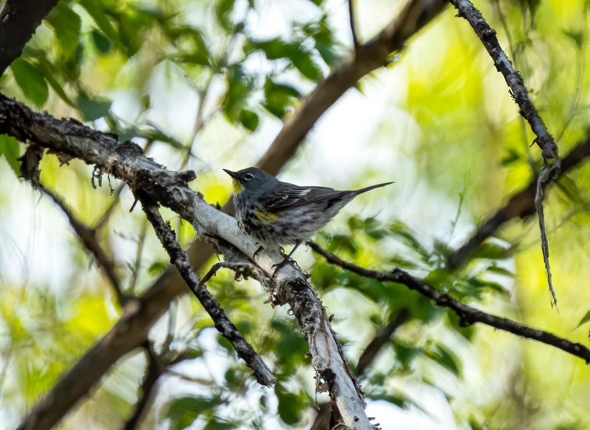 Yellow-rumped Warbler - ML235778521