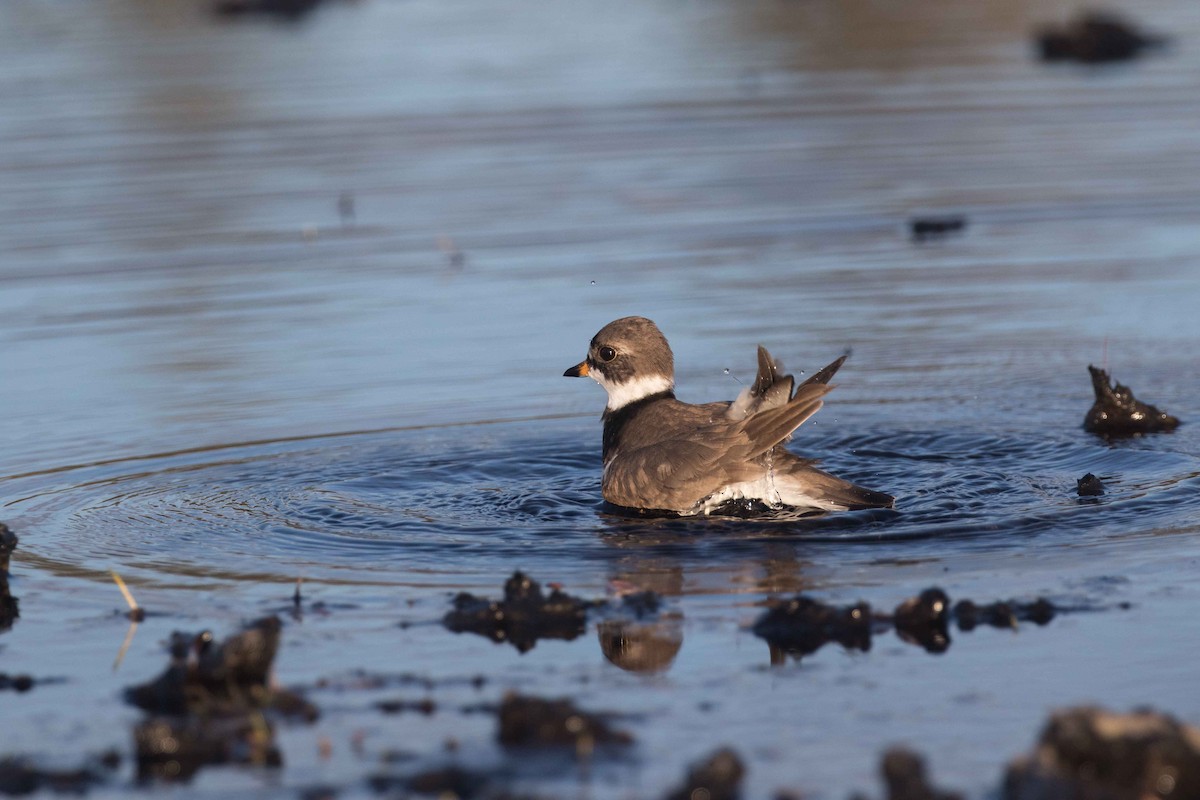 Semipalmated Plover - ML235779881