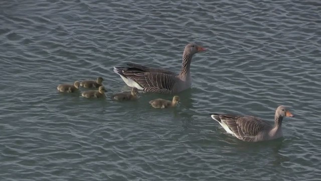 Graylag Goose (European) - ML235780431