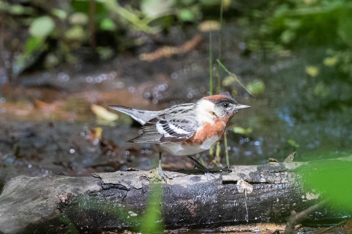 Bay-breasted Warbler - ML235781001