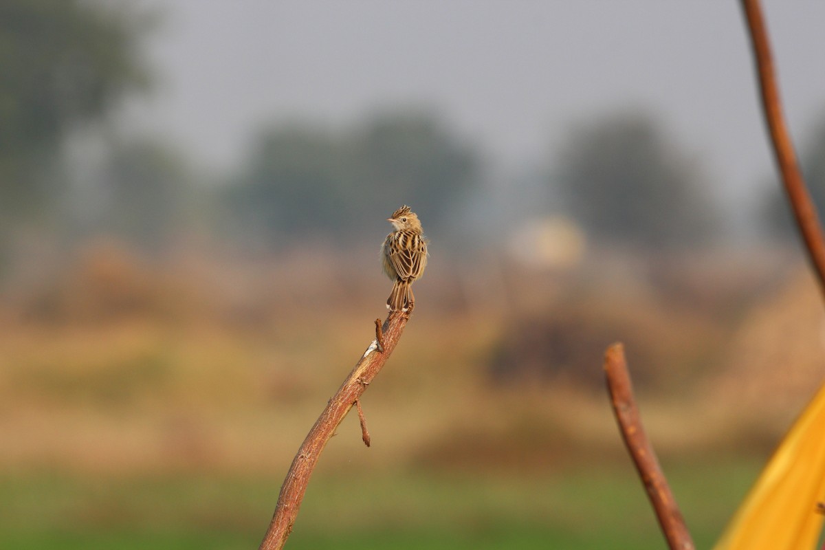 Zitting Cisticola - ML235782861