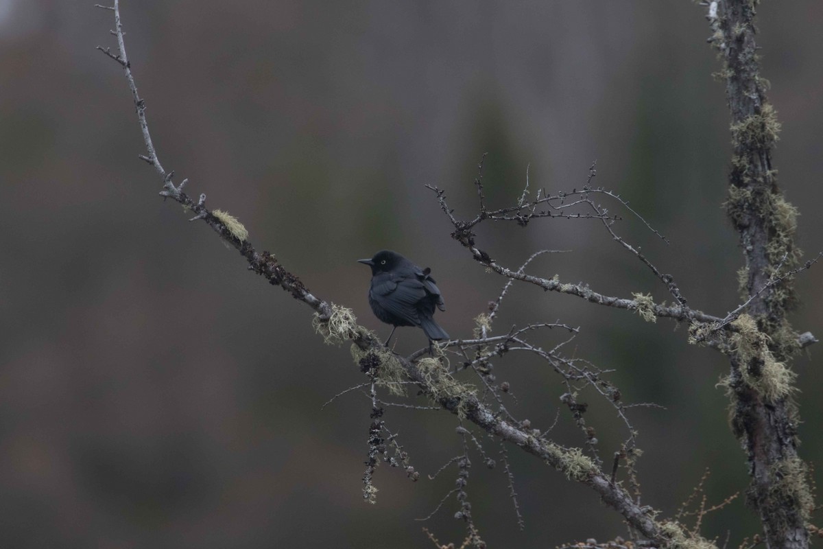 Rusty Blackbird - ML235782921