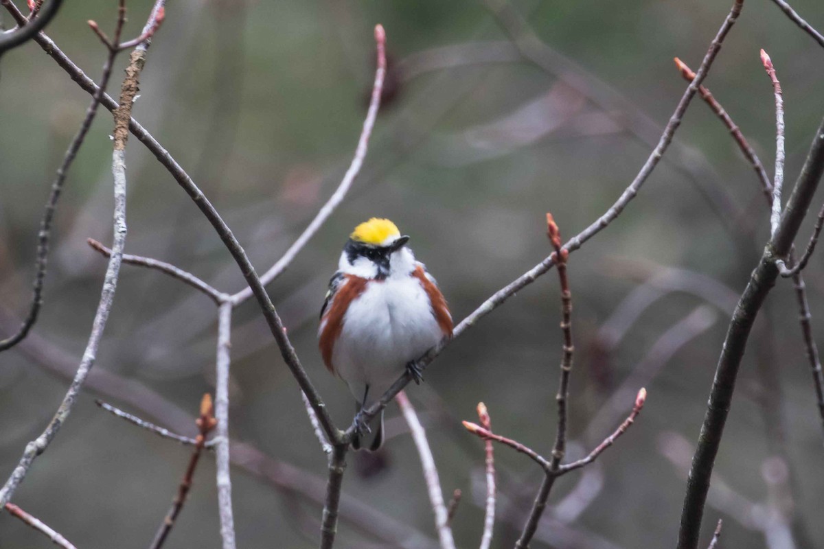 Chestnut-sided Warbler - ML235783281