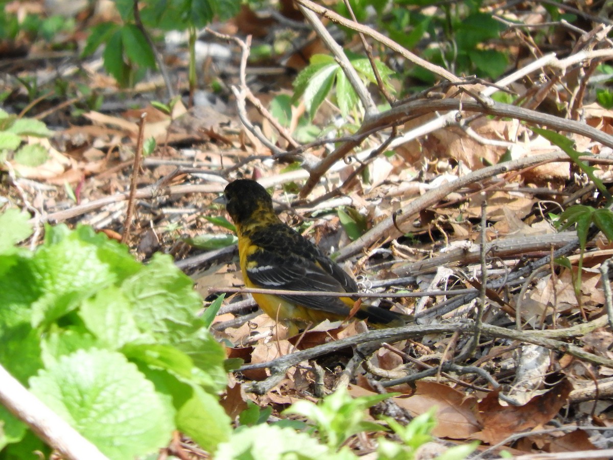 Baltimore Oriole - John Gaglione