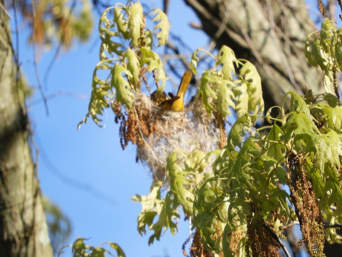 Baltimore Oriole - ML235783561