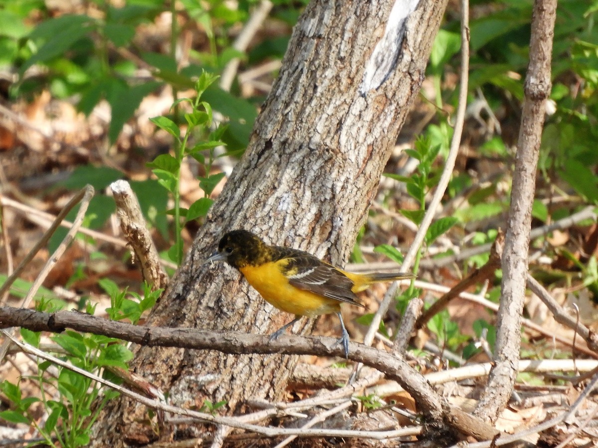 Baltimore Oriole - ML235783591