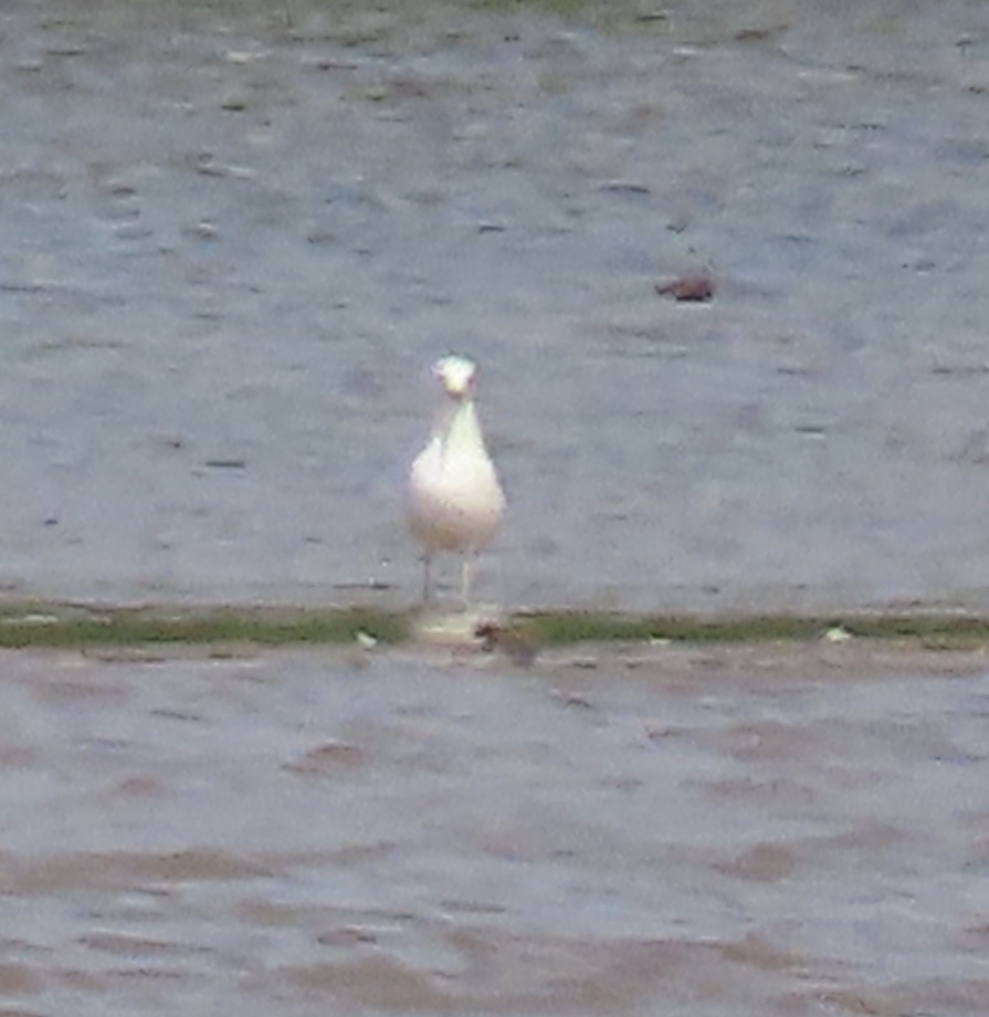 goéland ou mouette sp. - ML235784391