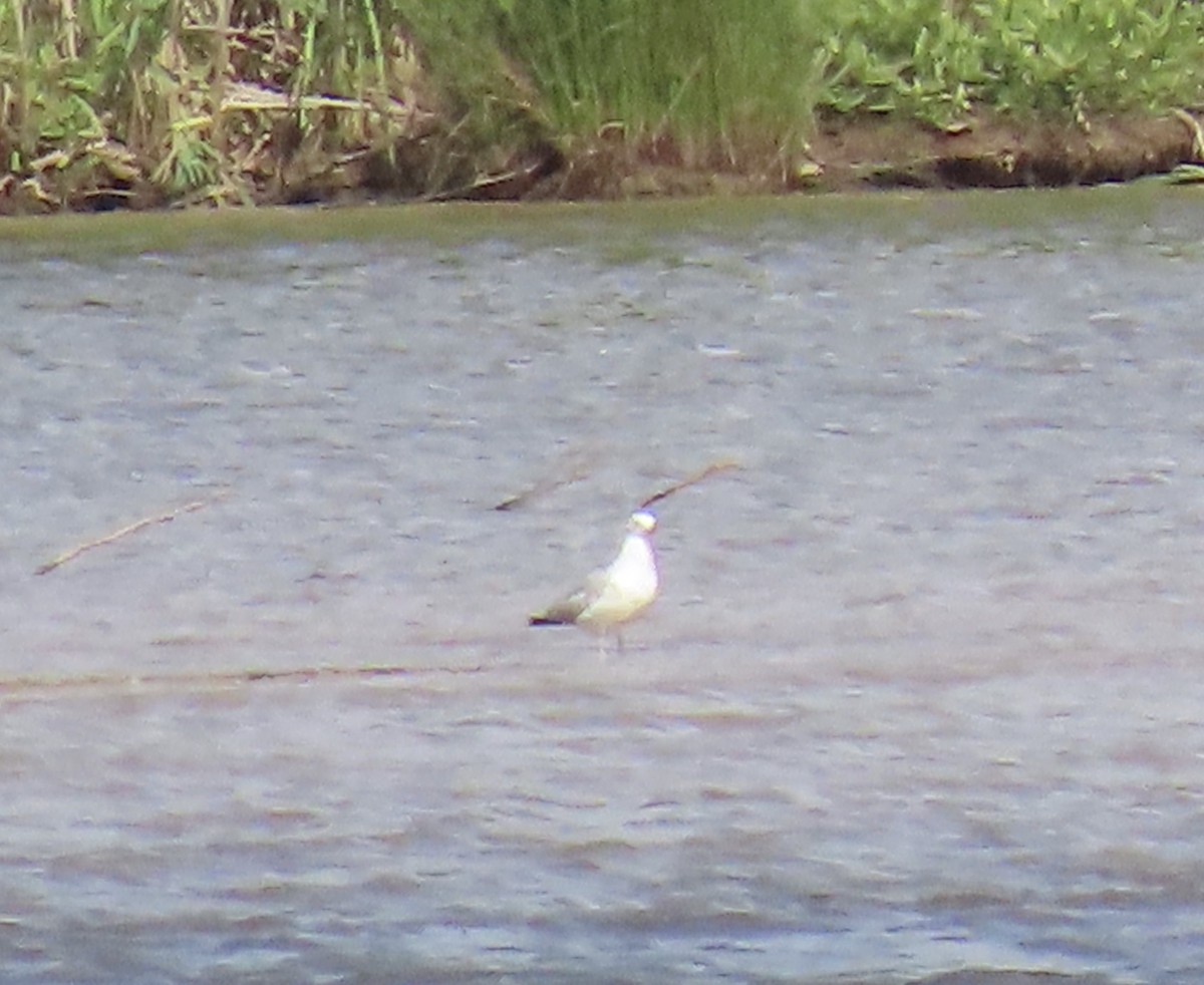 goéland ou mouette sp. - ML235784481