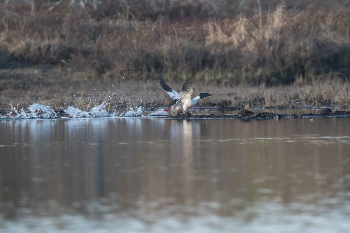 Common Merganser - ML235784681